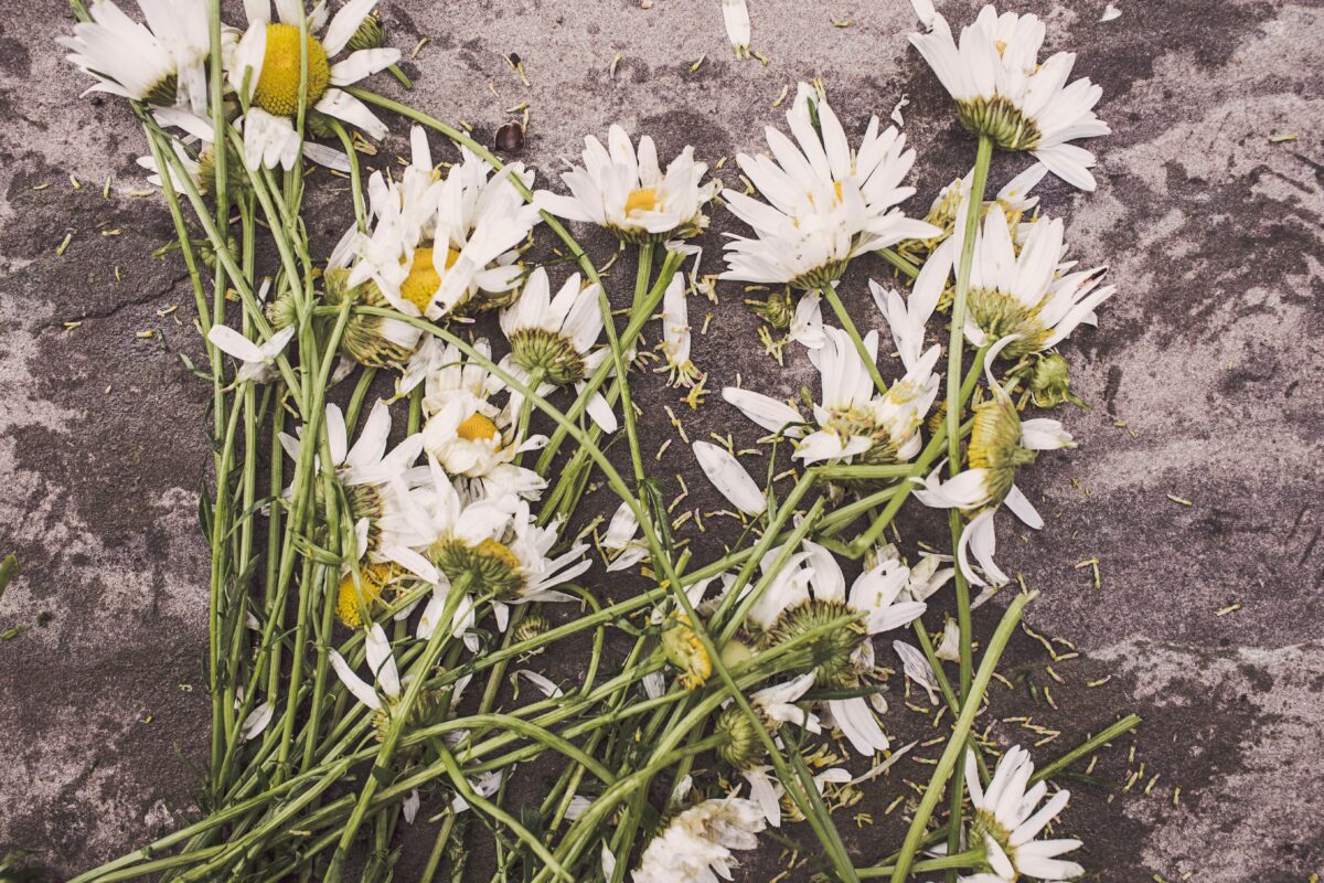 Scattered Cut Flowers